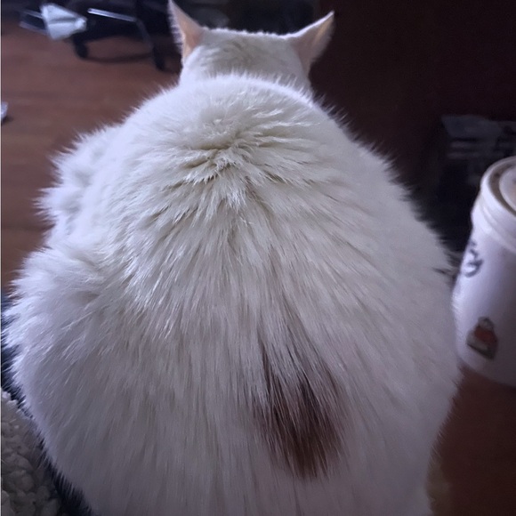 Meet your Posher, Angel - Picture 7 of 8